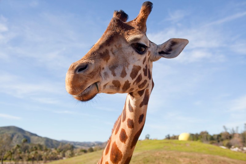 giraffe-wide.jpg